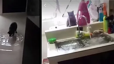 "너지?" 물바다 된 집안 속 용의선상에 오른 냥이