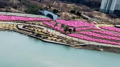 광교호수공원에서 아름다운 철쭉동산 감상하세요!
