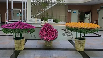서울 곳곳에서 가을국화 향기 느껴보세요
