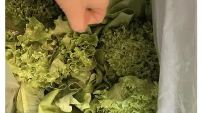 설 선물로 '샐러드 1kg' 준 중소기업 "쓰레기나 다름없다"