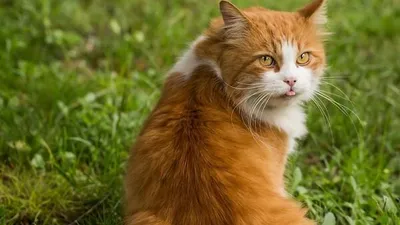 "궁디팡팡" 이런 고양이 싫어 한다