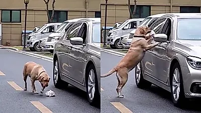 도로 위 차창 밖으로 쓰레기봉투 내던져지자 댕댕이가 보인 행동