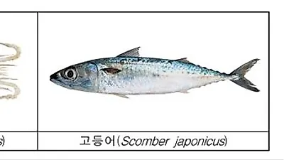 4, 5월에 오징어, 고등어 잡으면 안돼요