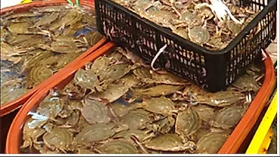 인천시, 꽃게 7년 만에 최대‘풍년’