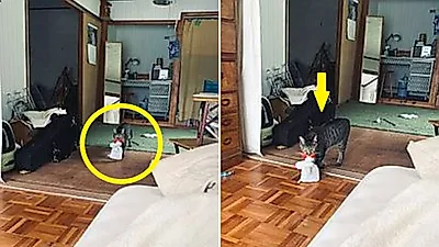 코로나 백신 접종 후 아파하는 집사에게 냥이가 보인 행동