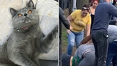 증오범죄 표적 된 반려동물…美 스타 고양이, 10대 소년 폭행으로 숨져