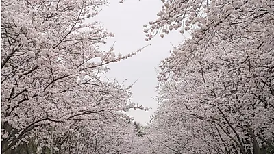 3년 만의 벚꽃구경 … 인천 공원으로 오세요