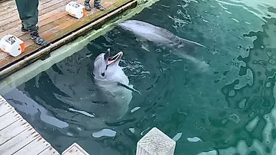 제주 마린파크 '화순이' 결국 폐사…죽기 직전까지 돈벌이로 이용