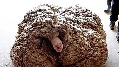 털 무게만 무려 '35kg'…숲속 떠돌던 '털찐 양' 화제