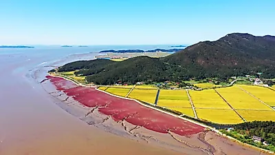인천시, 석모도 칠면초 해안길조성 내년 하반기 완료