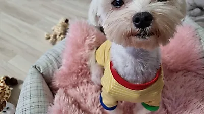경기도 2천번째 입양견 리카, 새 가족 품에서 ‘대봉’으로 제2의 견생 시작했다