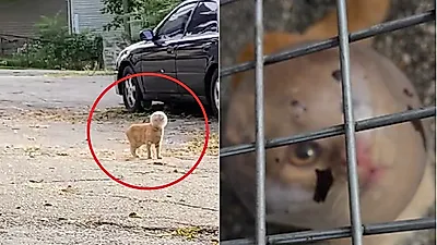 유리볼 머리에 낀 채 휘청거리며 다니던 고양이 결말