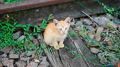 길고양이 보호, 인천시민이 나섰다