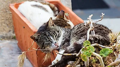 인천시, 길고양이 보호와 공존 해법 찾는다