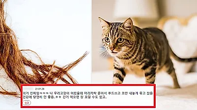 고양이가 당신의 머리카락 쥐어뜯는 이유 4가지