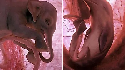 '꿈틀꿈틀' 동물들의 태아 시절은 어떤 모습일까?