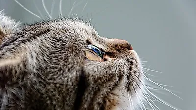 다 커도 마냥 아기고양이처럼 보이는 고양이 품종