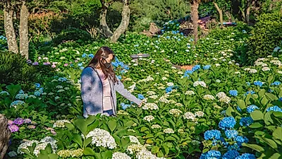 제주허브동산, 6월부터 8월까지 이어지는 수국 축제 개최