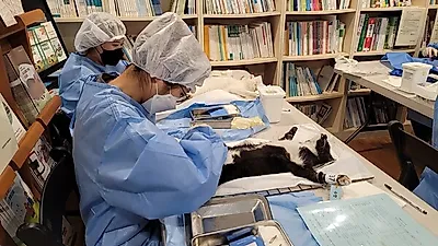 경기도 민관 합동 ‘길고양이 중성화의 날’, 사람-동물 공존의 새로운 모델 제시