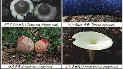 새 둥지 모양의‘둥우리버섯’국내 최초 발견
