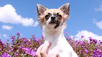 꽃도장 찍은 우리 강아지, '생리통'도 있을까?