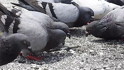 인공증식한 멸종위기 양비둘기 8마리 전남 고흥에 방사