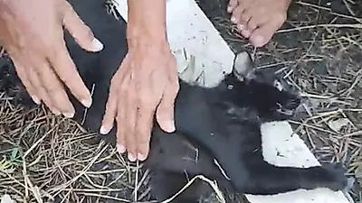 비단뱀에 휘감겨 죽어가던 고양이에게 나타난 '수호천사들'
