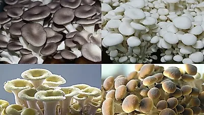 경기도가 개발한 신품종 버섯 4종 맛보세요