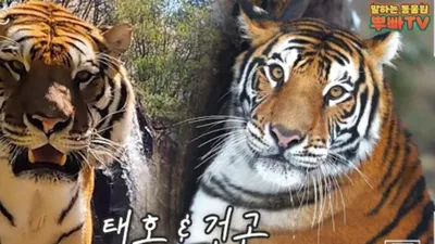 "번식용으로 쓰다가 필요없으니까 버려" 에버랜드 논란