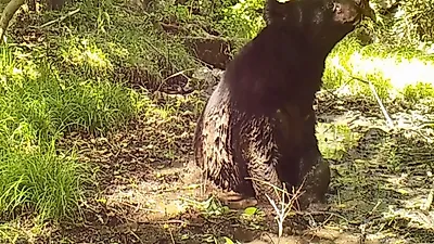 진흙 목욕 반달가슴곰, 털 손질 수달 등 희귀 활동 포착