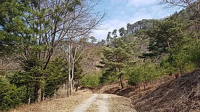 12월의 국유림 명품숲, 충주 ‘오청산 소나무 숲’ 선정