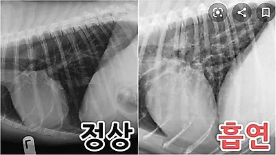 흡연자와 같이 사는 강아지의 '충격적인' 폐 상황