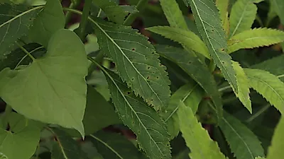 국립산림과학원, 잔대 점무늬병 유발하는 새로운 병원균 구명