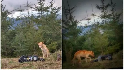 경계 심한 유기견 위해 여성이 생각한 구조 방법