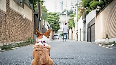 반려동물 유기 최소화하고 구조·보호를 대폭 강화한다 !