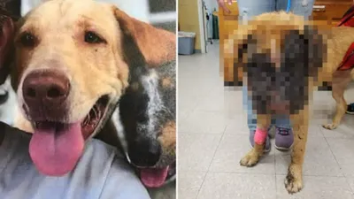 강아지 얼굴에 불지른 범인의 충격적인 정체…"기소 어려워"