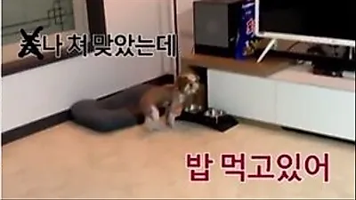 "X나 X 맞았는데, 밥 먹어…" 인기 유튜버, 9년 키운 반려견 학대 논란