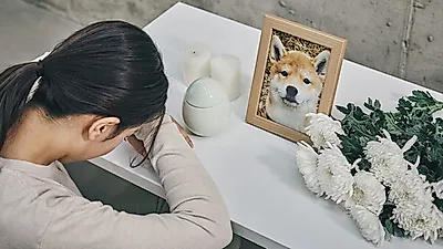 별이 된 반려동물 고스란히 묻어둘 '펫 추모공원' 국내 최초 운영된다