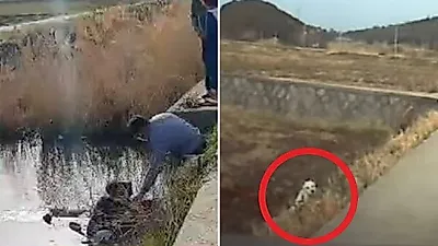뇌병변 견주 수로에 빠지자 '슈퍼히어로' 댕댕이가 보인 행동
