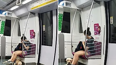 곤히 자다가 도착지 다가오자 '벌떡' 일어난 안내견