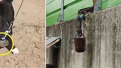 목에 해머 달려있던 검둥이, 어느 날 사라졌다…견주 '묵묵부답'