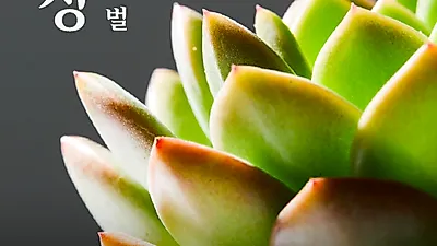 희망을 꽃 피우다! ‘제17회 선인장페스티벌’ 20일부터 열려