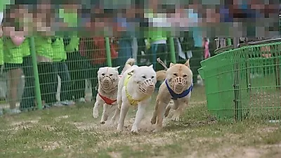 전남 명소로 알려진 '진도개 테마파크' 폐지 요청 논란