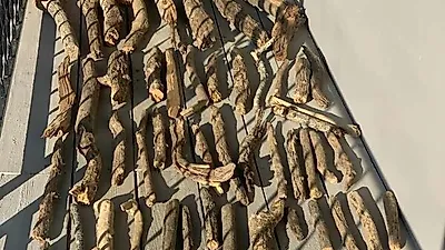 "내 컬렉션 보러올래?" 댕댕이가 나무 막대기 수집한 사연