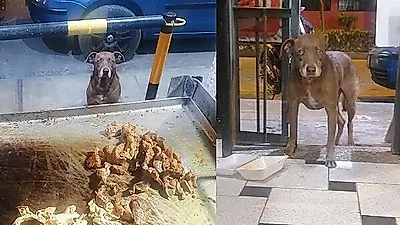 식당 마감 직전 나타나 음식 향해 '간절 눈빛' 보낸 강아지