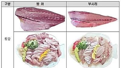 겨울철 별미 방어, 생김새 비슷한 부시리와 구별방법