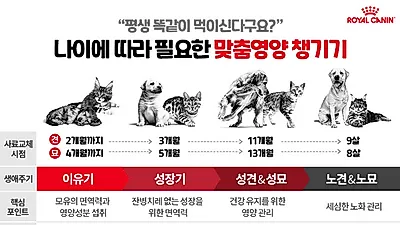 반려견의 평생건강 위한다면 ‘3,11,9’을 기억하세요