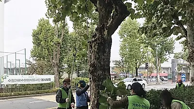 수원시, 쾌적하고 안전한 가로수 환경 조성