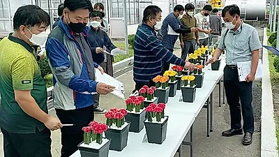 경기도 농기원, 선인장·다육식물 신품종 육성계통 품평회 열어