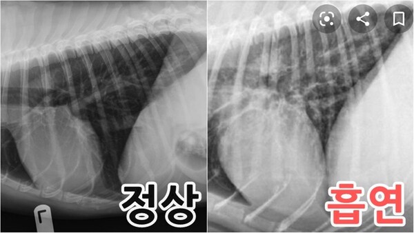 흡연자와 같이 사는 강아지의 '충격적인' 폐 상황